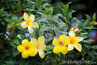 Group of yellow allamanda flowers Stock Photo