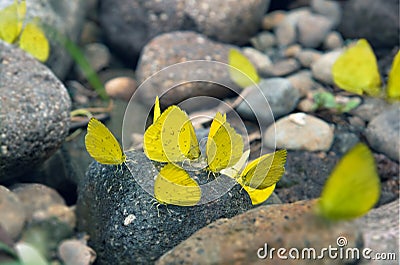 Group of Yellow Butterflies Puddlingon Granite Stone. Indonesia Butterflies Swarm Licking and Eats Mineral in Ranca Upas Ciwidey Stock Photo