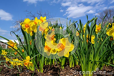 A group of yellow daffodils gather together for a day in the sun Stock Photo