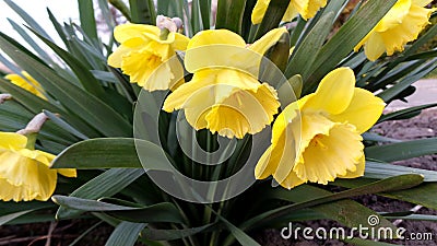 A group of yellow daffodils in the spring garden Stock Photo