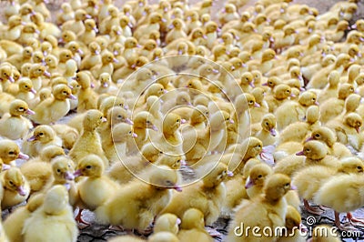 Group of yellow ducklings in indoor farm housing Stock Photo