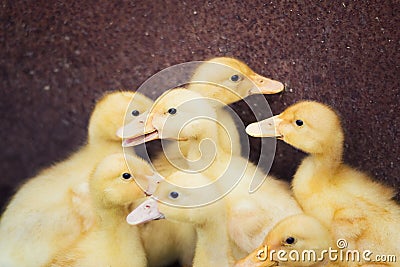 Group yellow funny small baby ducklings Stock Photo