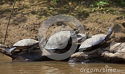 Group of Yellow-spotted river turtles Podocnemis unifilis sunbaking on top of log, Bolivia Stock Photo