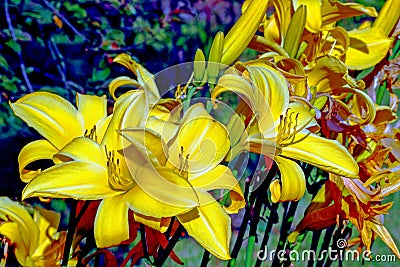 A group of yellow tuber lily flowers growing on the ground in the spring sun Stock Photo