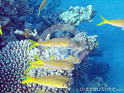 In the group Yellowfin goatfish at the edge of the reef 0330 Stock Photo
