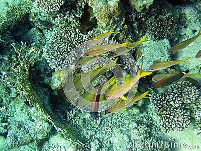 In the group Yellowfin goatfish two strangers 1553 Stock Photo