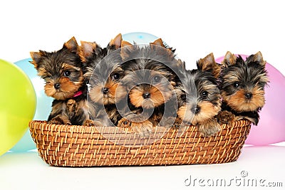Group of Yorkshire Terrier puppies in a wicker basket Stock Photo