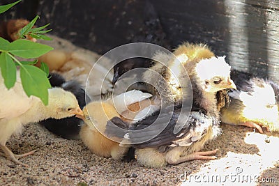 Group of Young baby Bantam chick in the sand Stock Photo