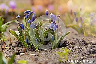 A group of young blue squill flowers sprouting on a flowerbed in the background of purple crocus and warm spring sun Stock Photo