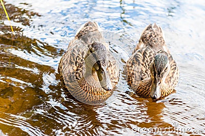 Group of young brown ducks, ducklings swimming together in lake near the coast. Water birds species in the waterfowl family Stock Photo