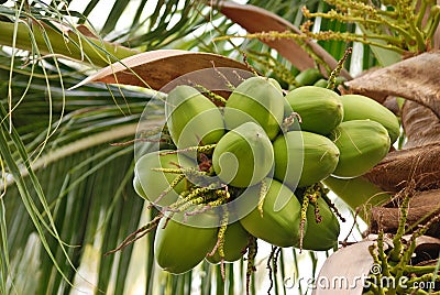 Group of young coconut Stock Photo