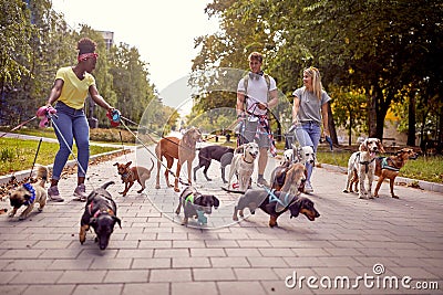 A group of young dog walkers are having fun while walk in the park with the bunch of dogs on the leash. Pets, walkers, service Stock Photo