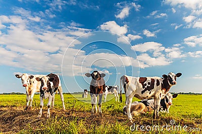 Group of young Dutch calves on a fresh green meadow Stock Photo