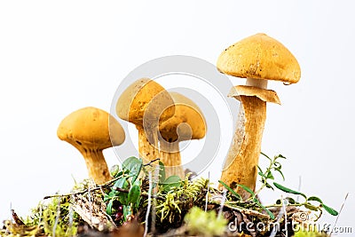 Group of young golden bootleg mushrooms Stock Photo