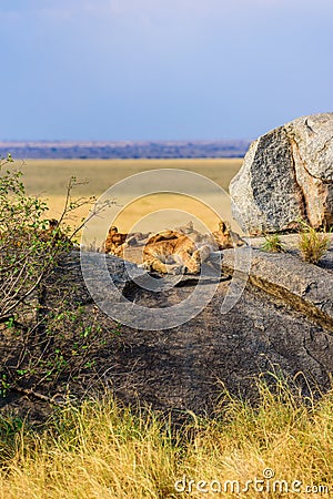 Group of young lions lying on rocks - beautiful scenery of savanna at sunset. Wildlife Safari in Serengeti National Park, Masai Stock Photo