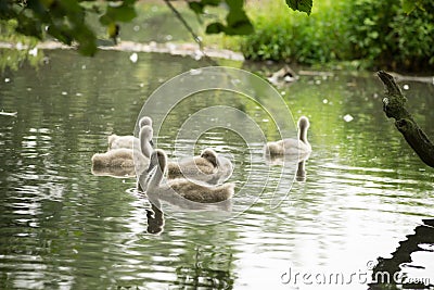 A group of young of Mute Swans on the water - Cygnus olor at Abbotsbury Swannery, Dorset Stock Photo