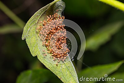 Group of young orange spiders Stock Photo