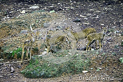 Group of Spotted Deers in Deer park Stock Photo