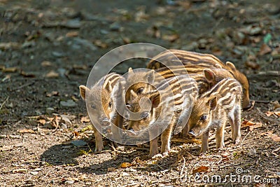 Group young wild boars standing together Stock Photo