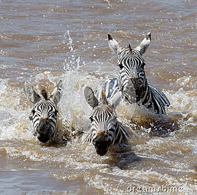 Group zebra crossing the river Mara. Kenya. Tanzania. National Park. Serengeti. Maasai Mara. Cartoon Illustration