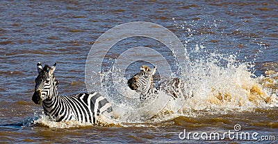 Group zebra crossing the river Mara. Kenya. Tanzania. National Park. Serengeti. Maasai Mara. Cartoon Illustration