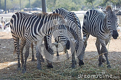 Group Zebra is eatting dry grass and stay in garden Stock Photo