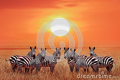 Group of zebras in the African savanna against the beautiful sunset. Serengeti National Park. Tanzania. Wild life of Africa. Stock Photo