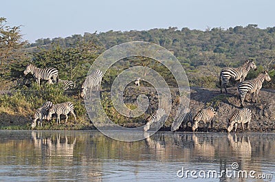 Group of zebras in lake Mburo National park in Uganda Stock Photo