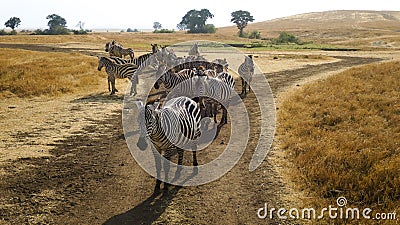 A group of zebras in Ngorongoro National Park Stock Photo