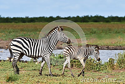 Group of zebras at waterhole,South Africa Stock Photo