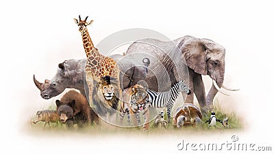 Group of Zoo Animals Together Isolated Stock Photo