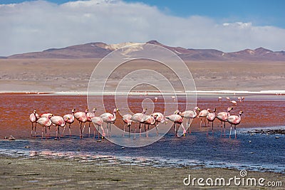 Groupd of Flamingos at the Laguna Colorida in Bolivia. One of the most exotic touristic destination in South America. Volcanos in Stock Photo