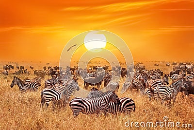 Groupe of wild zebras and antelopes in the African savanna against a beautiful orange sunset. Wild nature of Tanzania. Stock Photo