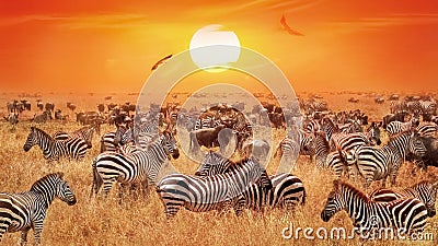 Groupe of wild zebras and antelopes in the African savanna against a beautiful orange sunset. Wild nature of Tanzania Stock Photo