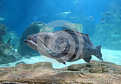 The Grouper in Istanbul Sea Life Aquarium (TurkuaZoo). Stock Photo