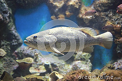 Groupers or Sea basses Stock Photo