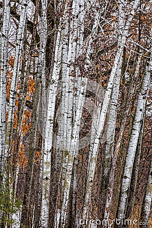 Grouping of Birch Trees Stock Photo