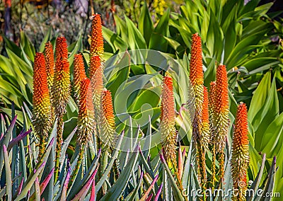 Grouping of Medicinal Orange Aloe Ferox Succulent Stock Photo