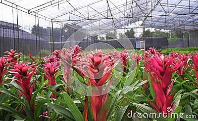 Groups of colorful flowers red bromeliade blooming in tropical ornamental plant nurseries , Modern agricultural by using Stock Photo