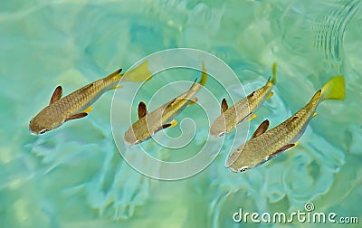 Groups of fishes swimming Stock Photo