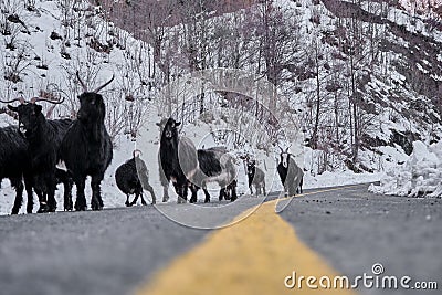 Groups of goats walking at asphalt road, Stock Photo