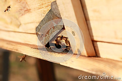 groups of introduced honey bees flying into their timber hive boxes to feed the colony on a farm after collecting pollen from Stock Photo