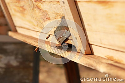 groups of introduced honey bees flying into their timber hive boxes to feed the colony on a farm after collecting pollen from Stock Photo