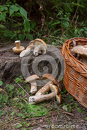 Groups of porcini mushrooms Boletus edulis, cep, penny bun, por Stock Photo