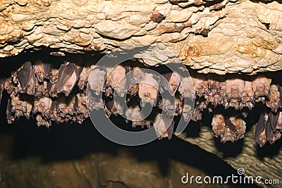 Groups of sleeping bats in cave Stock Photo