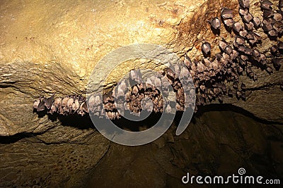 Groups of sleeping bats in cave Stock Photo