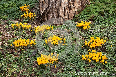 Groups of yellow crocus or saffron under a tree, Crocus flavus Stock Photo