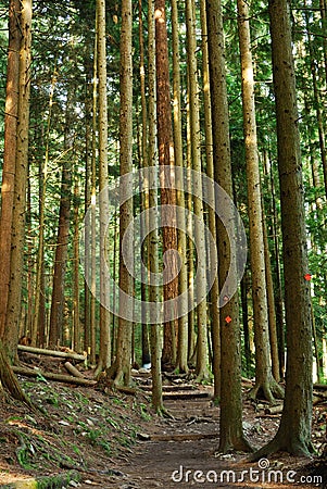 Grouse grind hiking trail Stock Photo