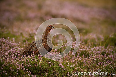 Grouse on Yorkshire Moorland Stock Photo