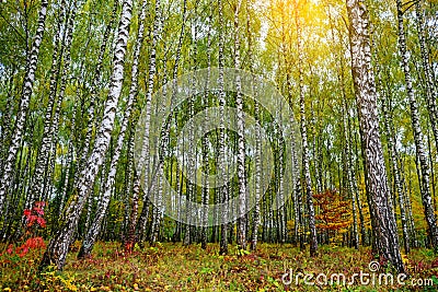 Grove of birch trees and dry grass in early autumn Stock Photo